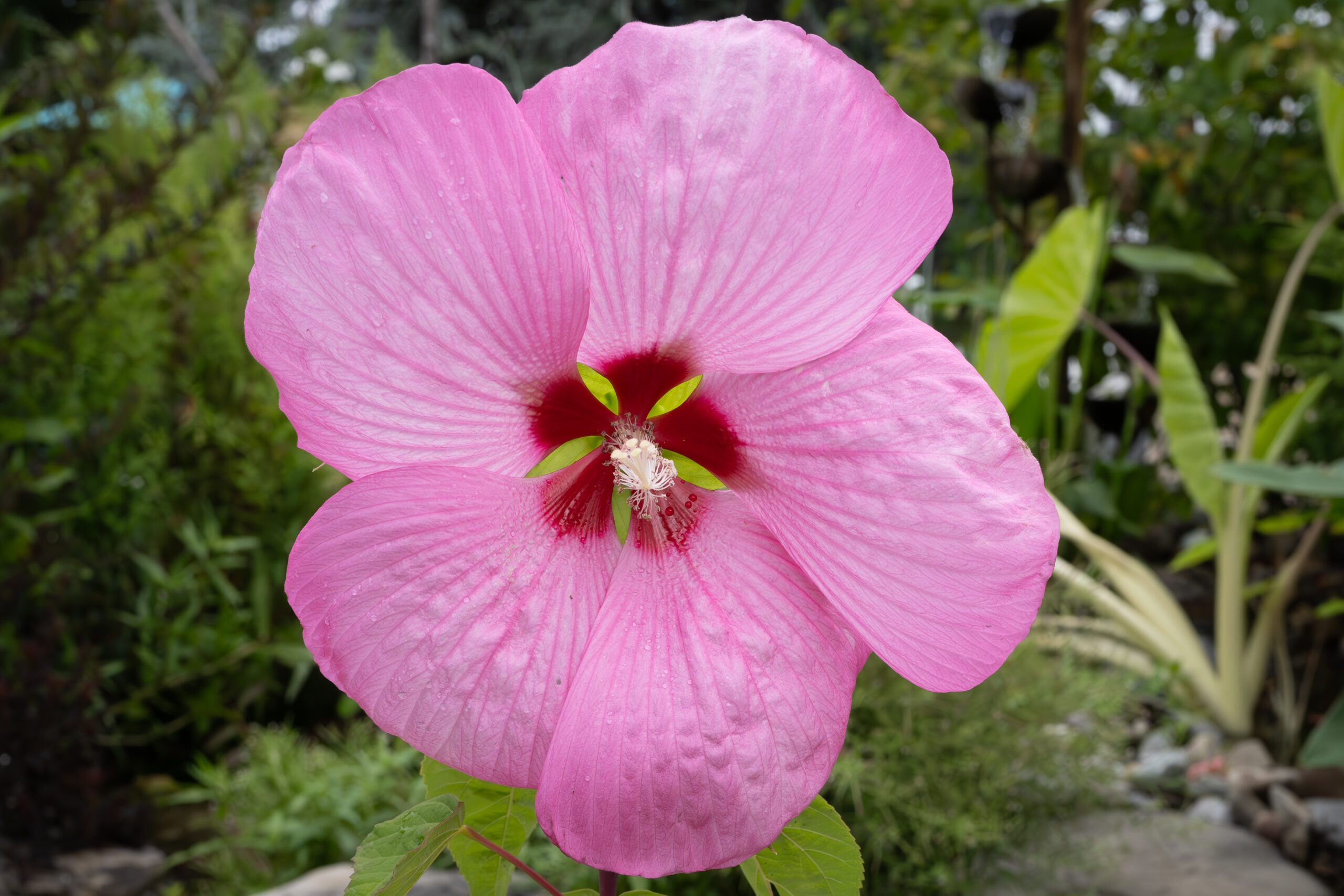 Fantasia Hibiscus