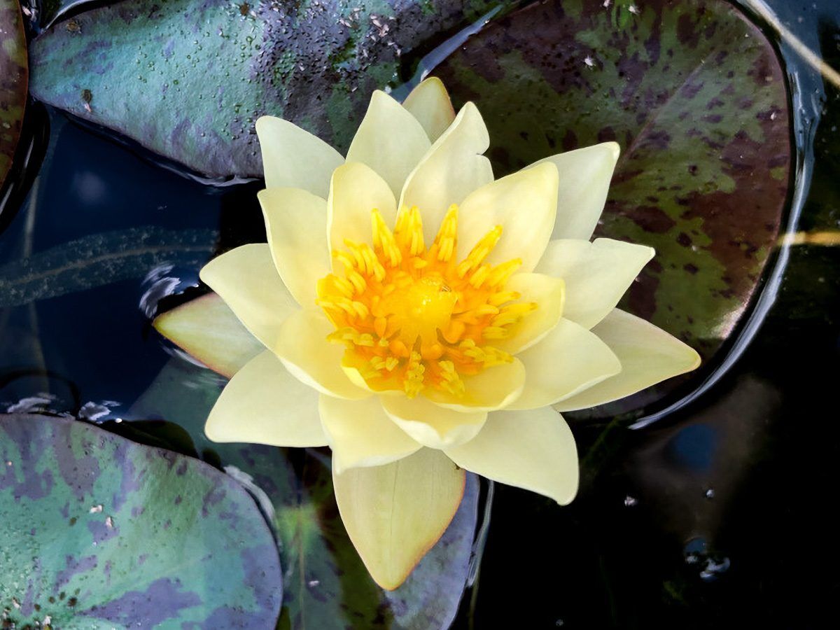 Helvola Hardy Waterlily