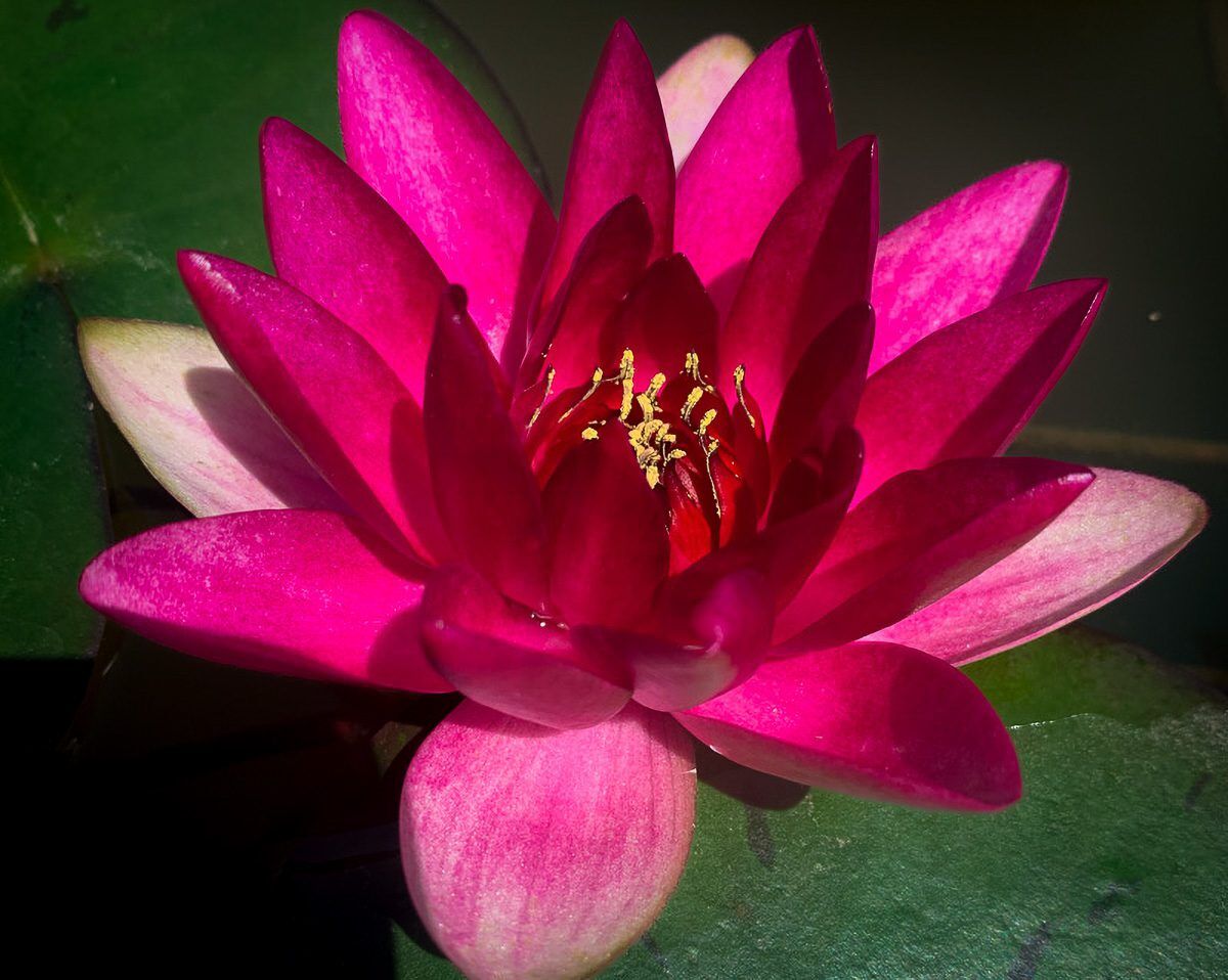 Laydekeri Fulgens Hardy Waterlily - Image 2