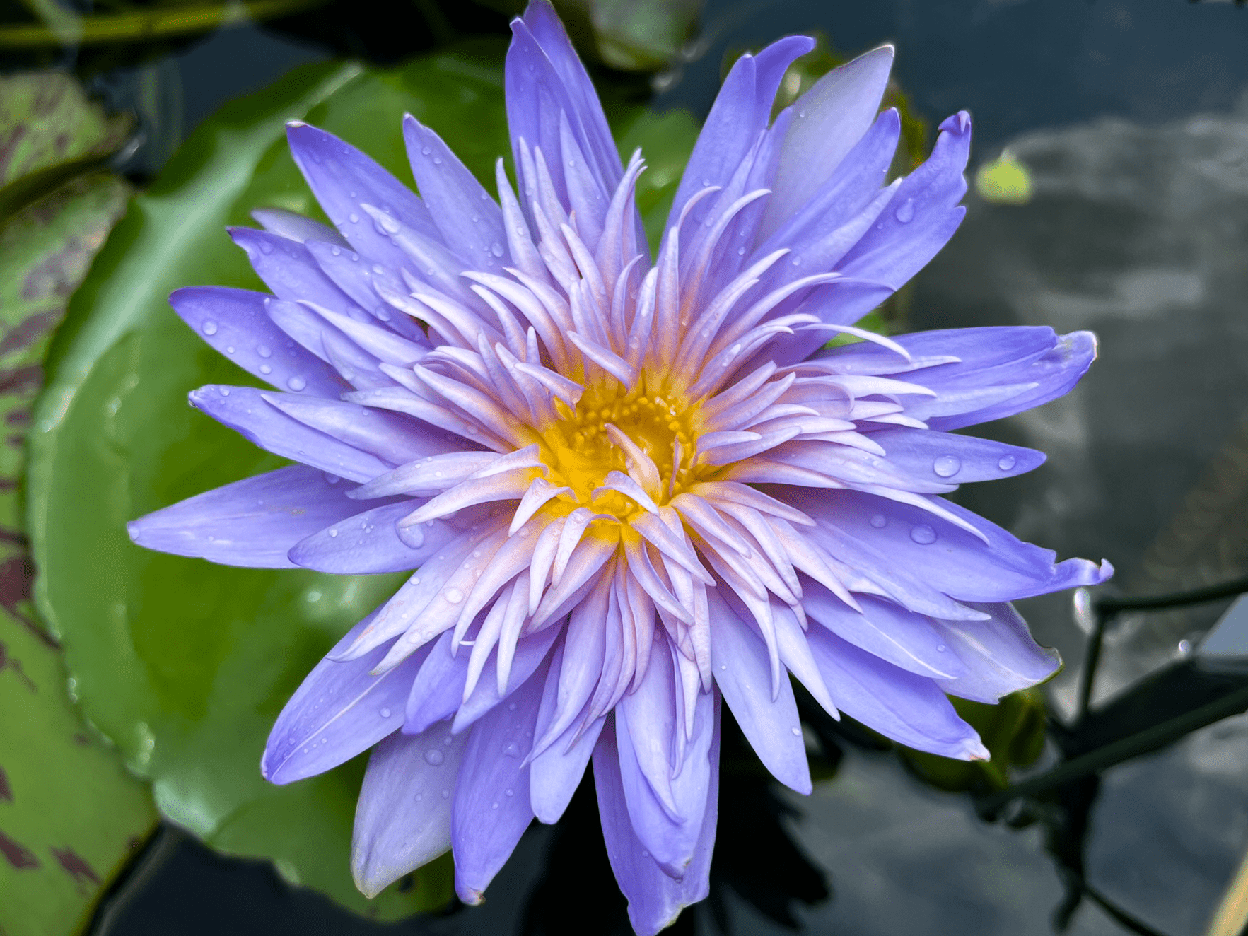 *Day-Blooming Tropical Waterlilies - Grower's Choice - Image 3
