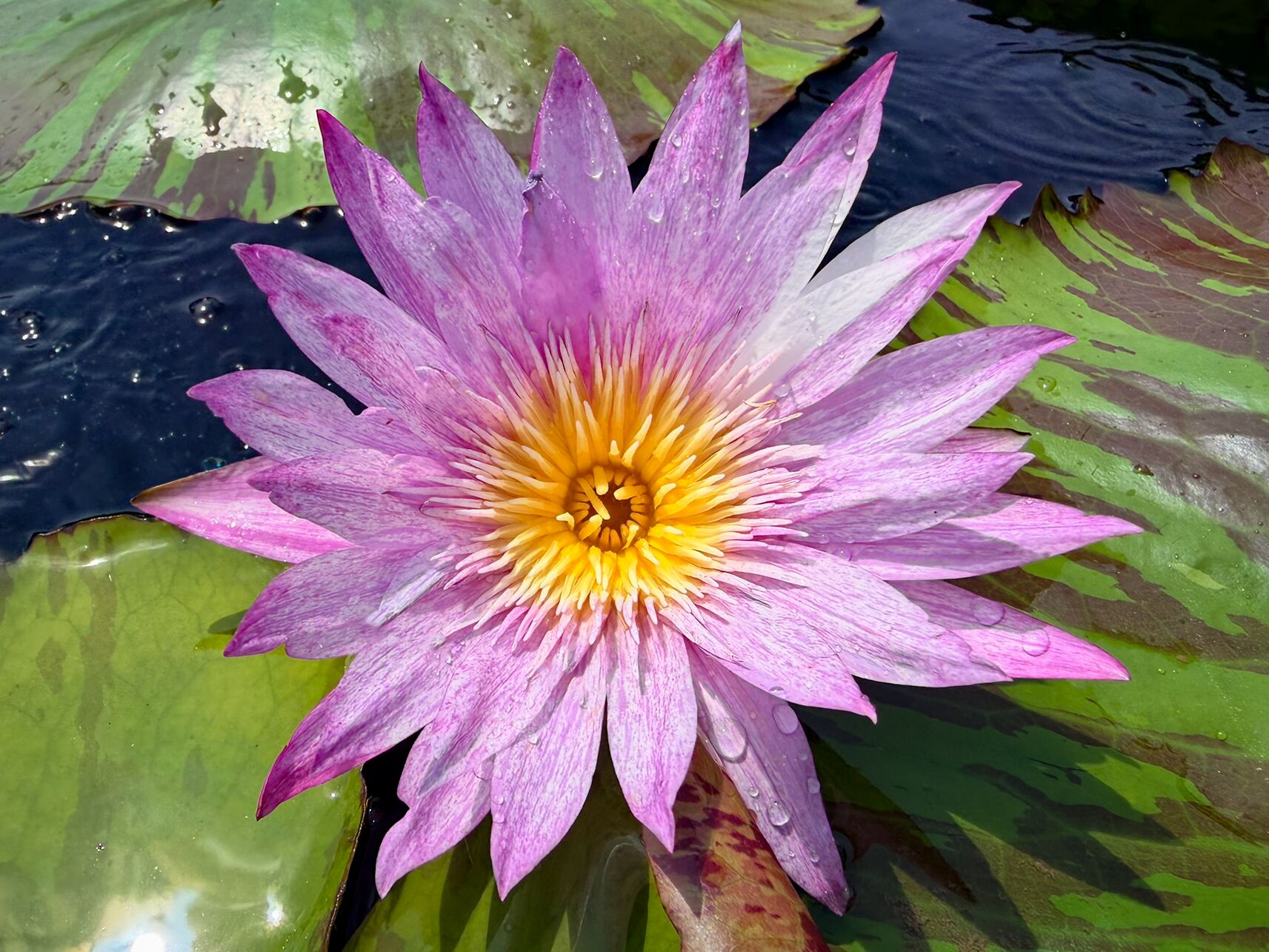 *Day-Blooming Tropical Waterlilies - Grower's Choice - Image 2