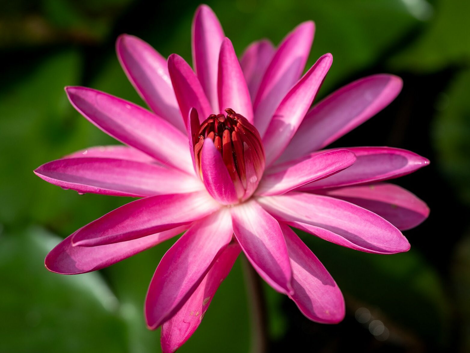 Mrs. George C. Hitchcock Tropical Waterlily