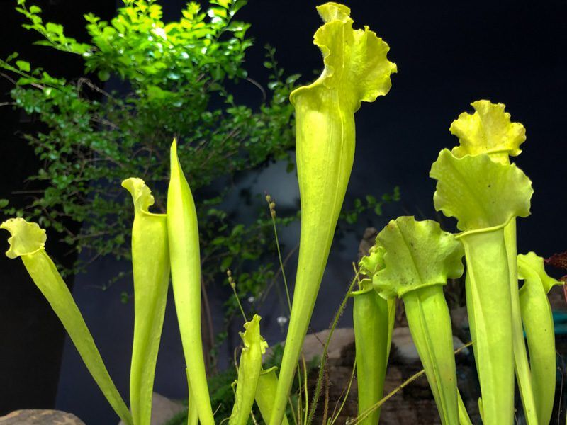 All Green Pitcher Plant