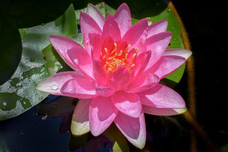 Meteor Hardy Waterlily