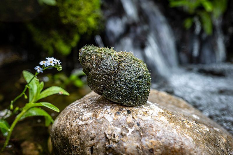 Trapdoor Snails (Bundle of 20)