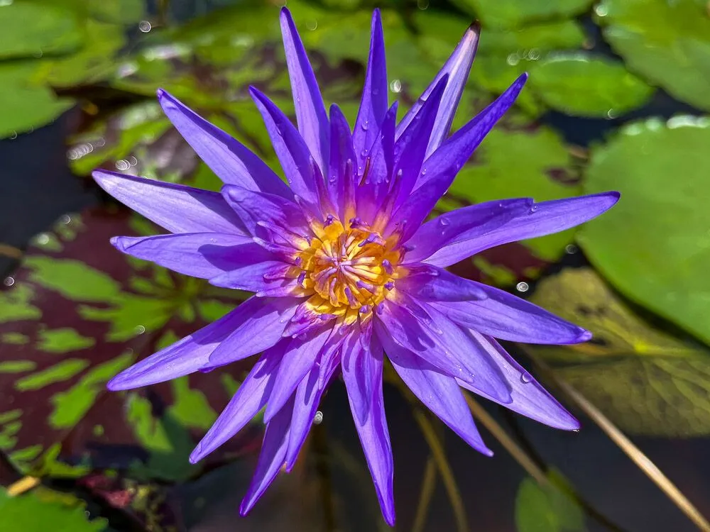 Midnight Serenade Tropical Waterlily