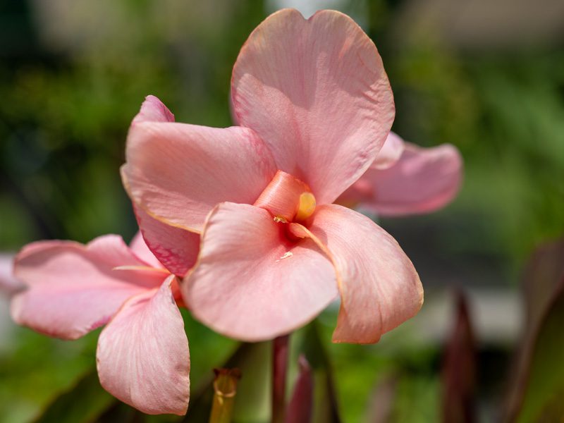 Baby Girl Pink Canna - Image 2