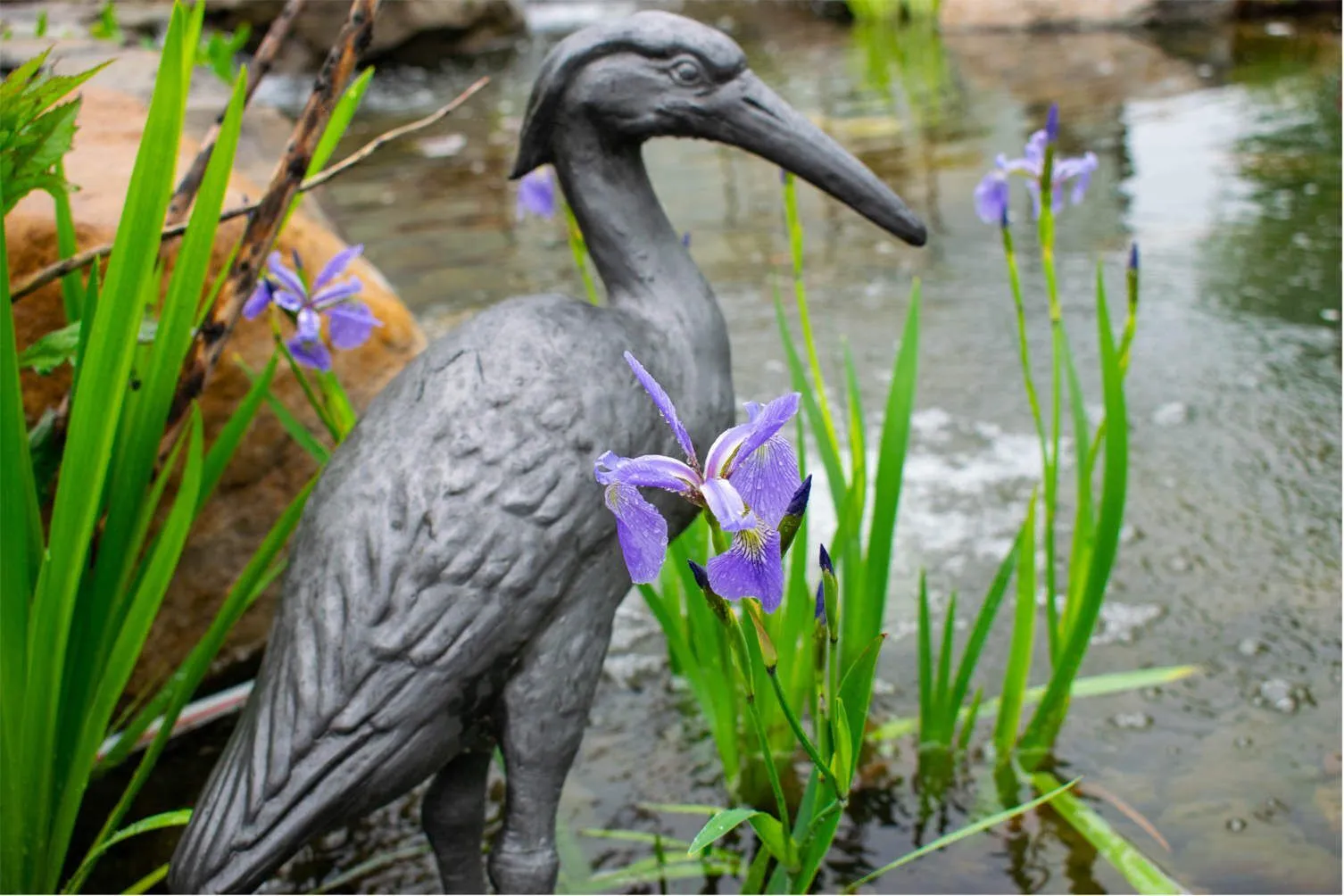 Iris Versicolor Blue Flag Iris