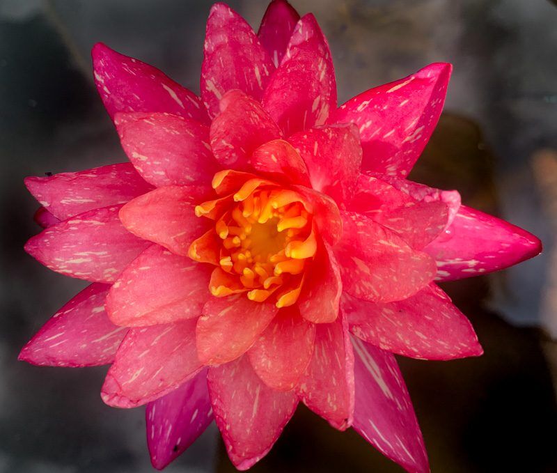 Wanvisa Hardy Waterlily - Image 4