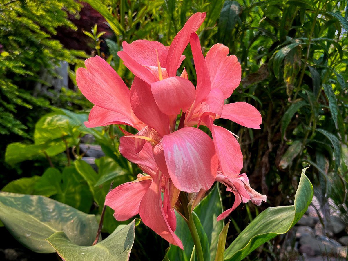 Pink Spritzer Canna - Image 2