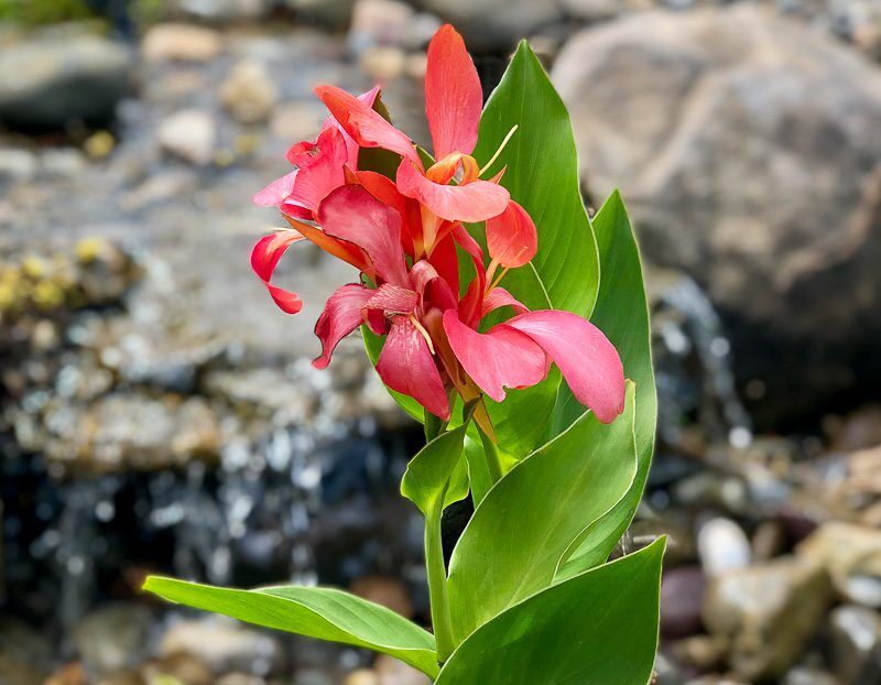 Pink Spritzer Canna