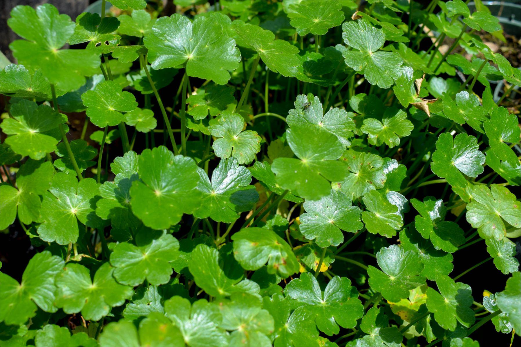 Pennywort