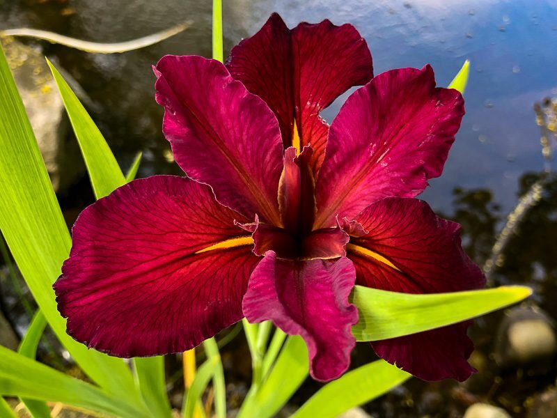 Red Louisiana Iris (Red Velvet Elvis)