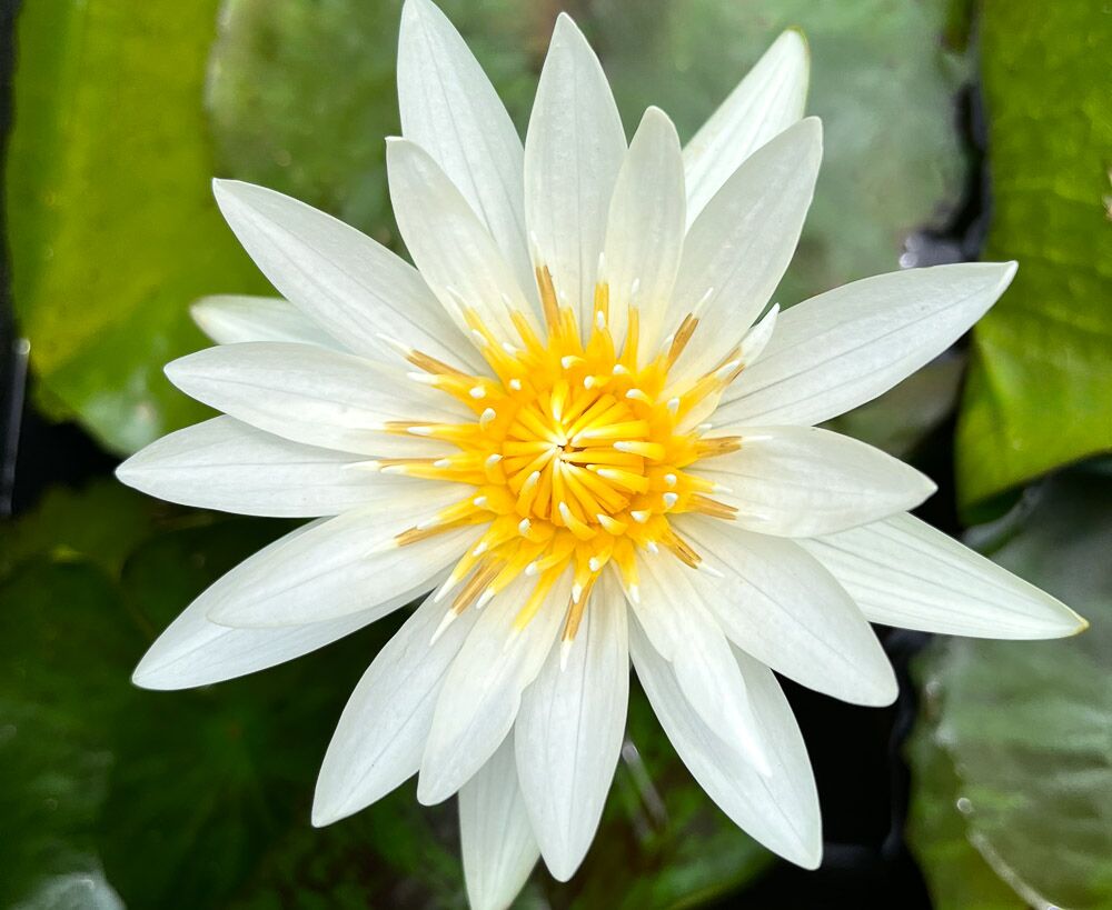 Crystal Tropical Waterlily