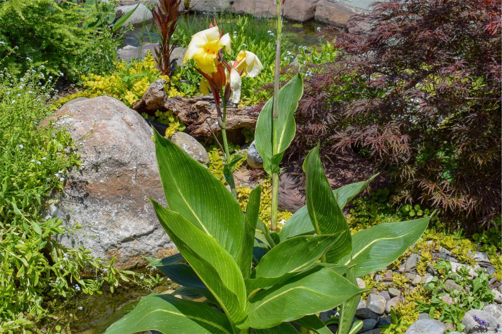 Striped Beauty Canna