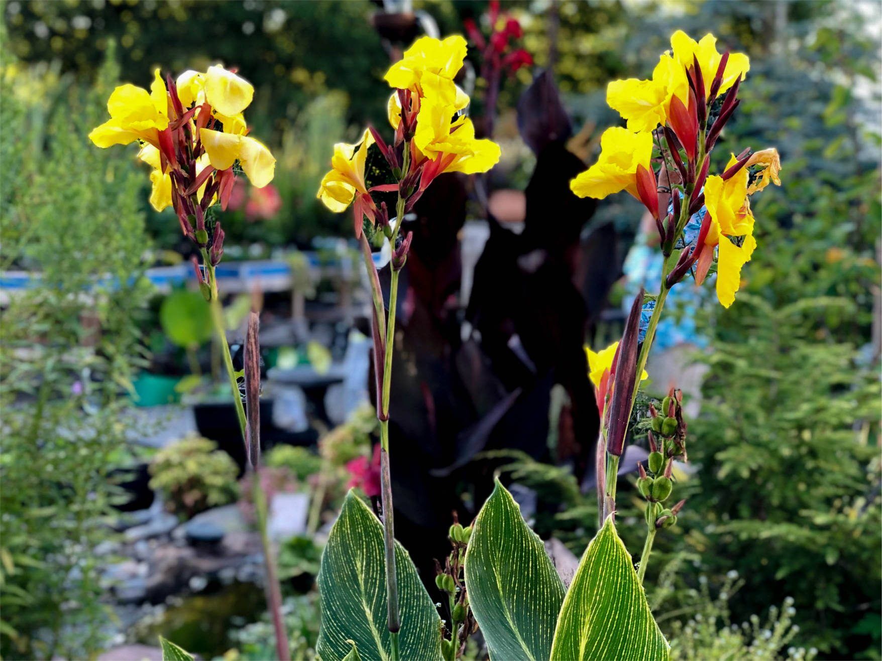 Striped Beauty Canna - Image 3