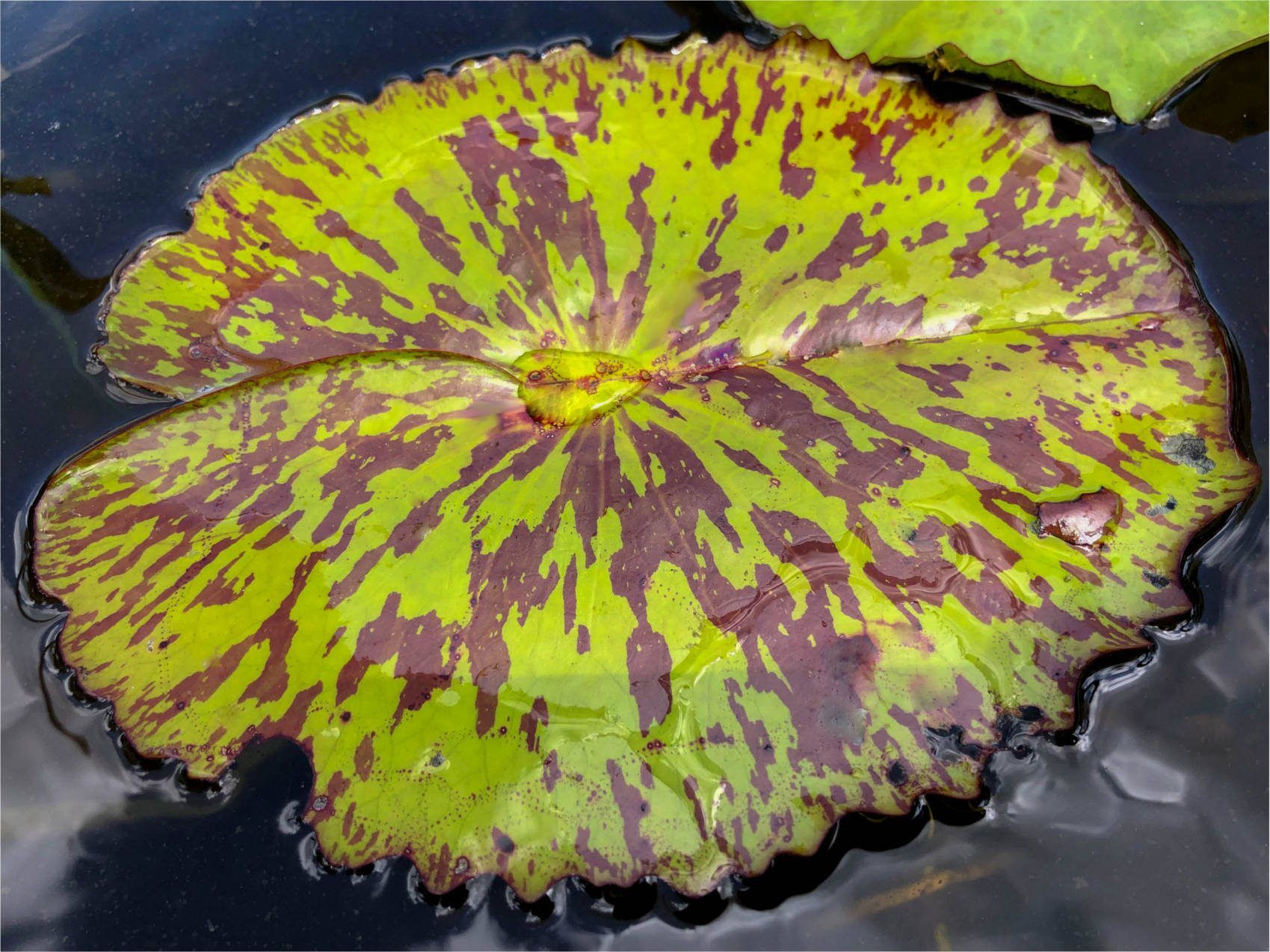 Plum Crazy Tropical Waterlily