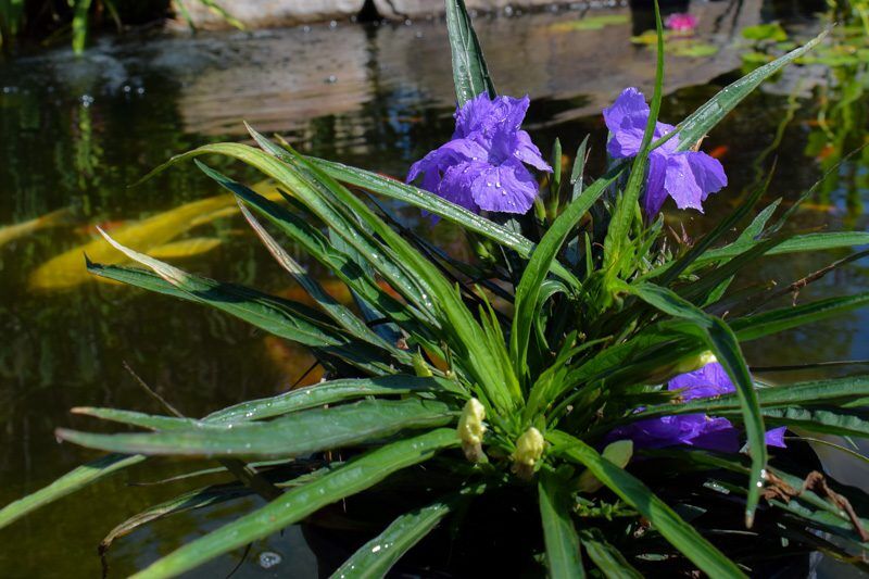 Dwarf Blue Mexican Petunia (Compact Blue Bell) - Image 5