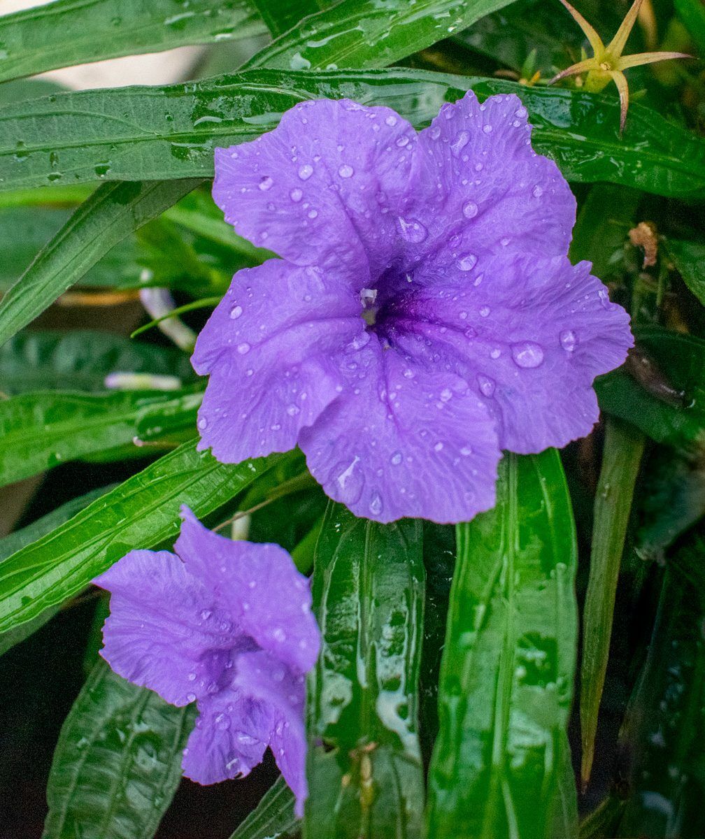 Dwarf Blue Mexican Petunia (Compact Blue Bell) - Image 2