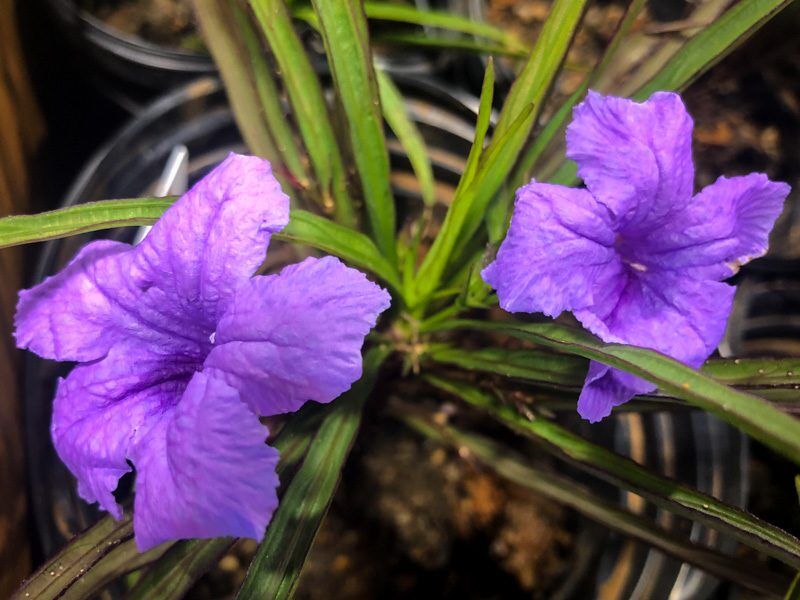 Dwarf Blue Mexican Petunia (Compact Blue Bell) - Image 3