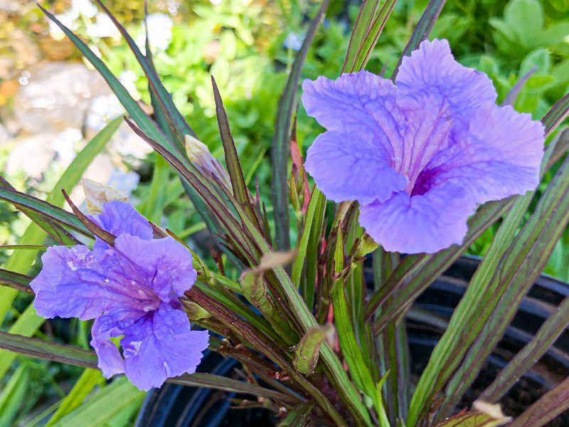 Dwarf Blue Mexican Petunia (Compact Blue Bell) - Image 4
