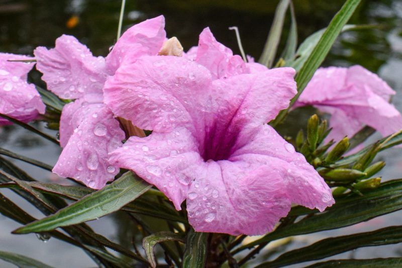 Dwarf Pink Mexican Petunia (Compact Pink Blue Bell) - Image 3