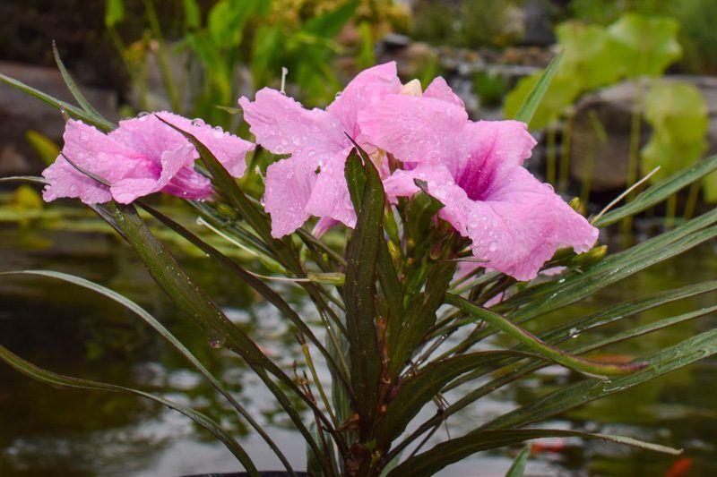 Dwarf Pink Mexican Petunia (Compact Pink Blue Bell) - Image 2