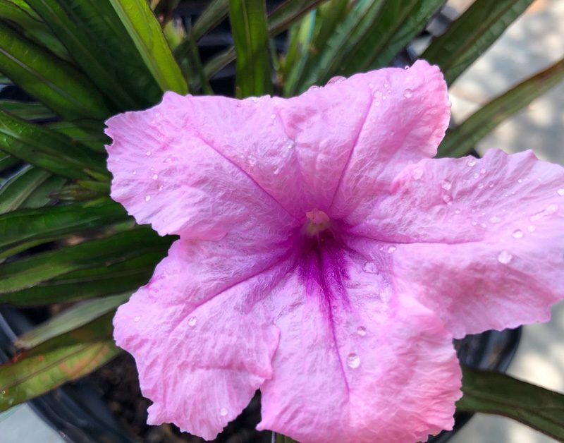 Dwarf Pink Mexican Petunia (Compact Pink Blue Bell) - Image 4