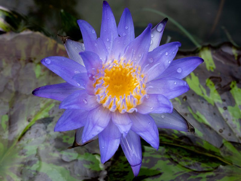 Star of Siam Tropical Waterlily - Image 2