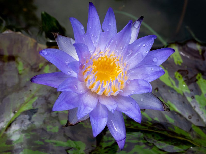 Star of Siam Tropical Waterlily