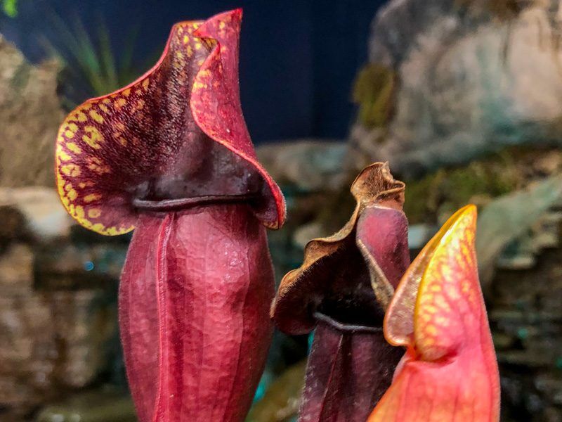 Jersey Girl Pitcher Plant
