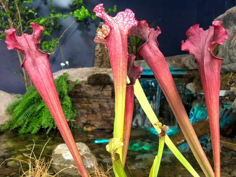 Judith Hindle Pitcher Plant