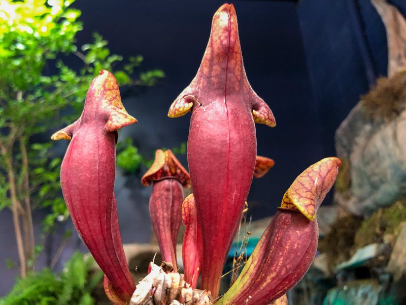 Purpetrator Pitcher Plant