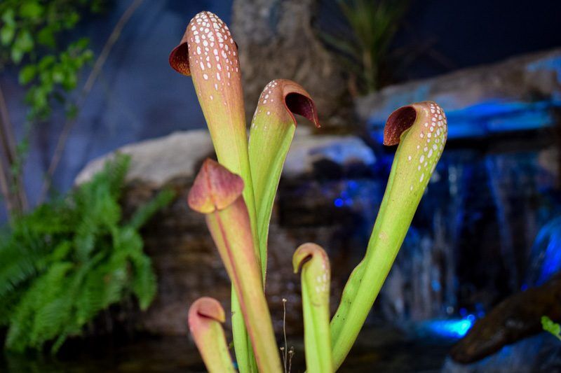 Hooded Pitcher Plant