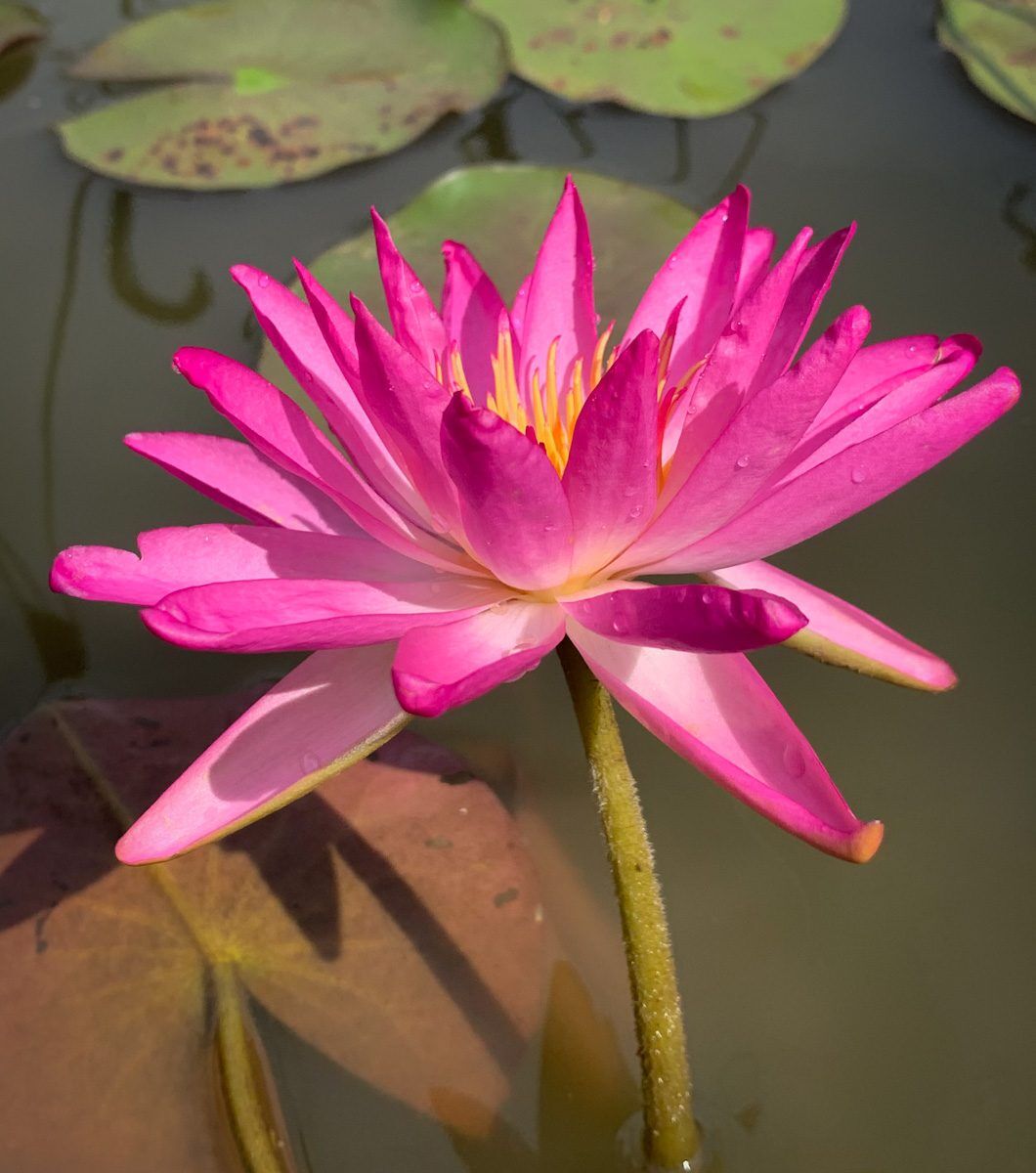 Tropic Star Hardy Waterlily (Hybrid) - Image 2