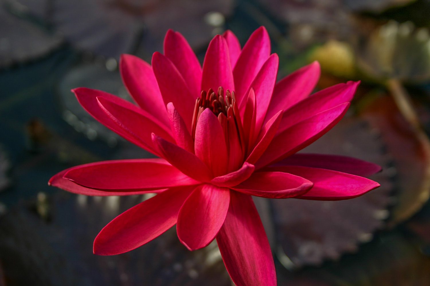 Red Flare Tropical Waterlily
