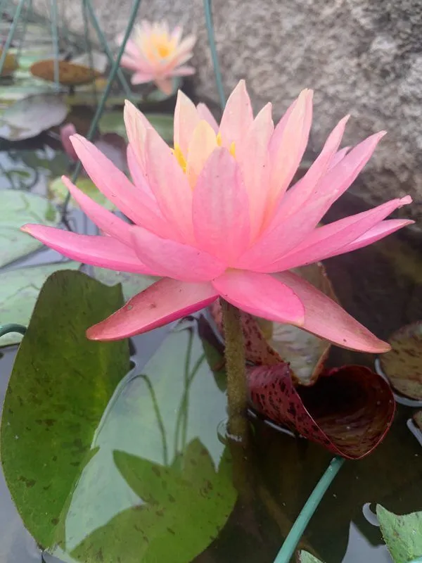 Sunfire Hardy Waterlily (Hybrid) - Image 2