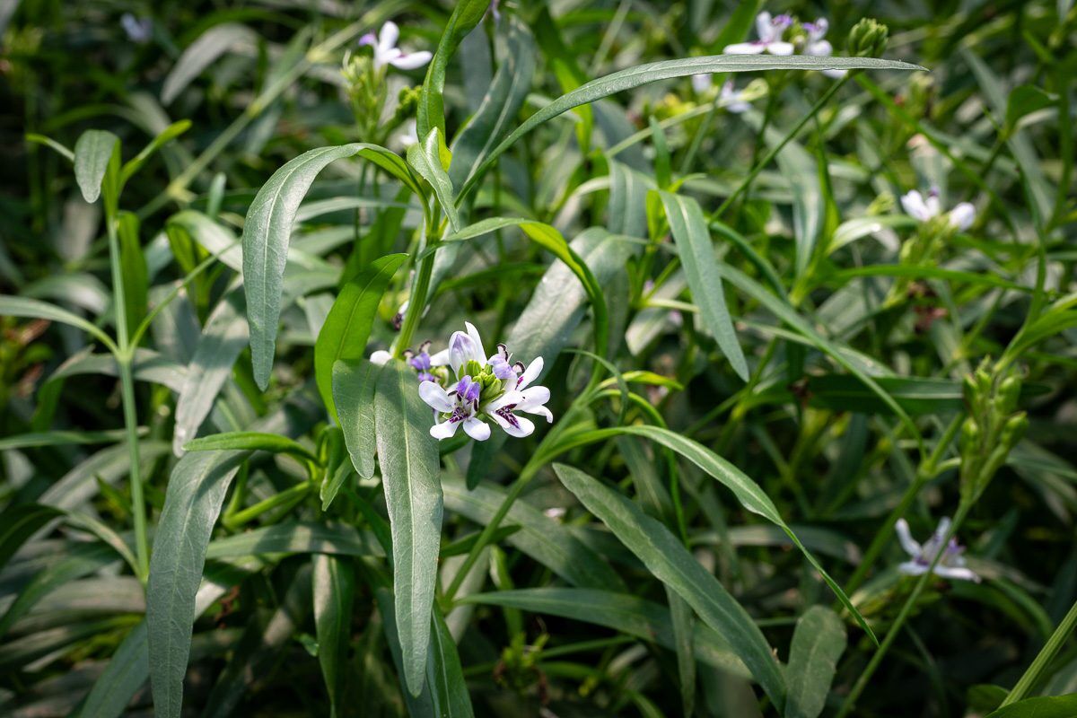 Water Willow - Image 3