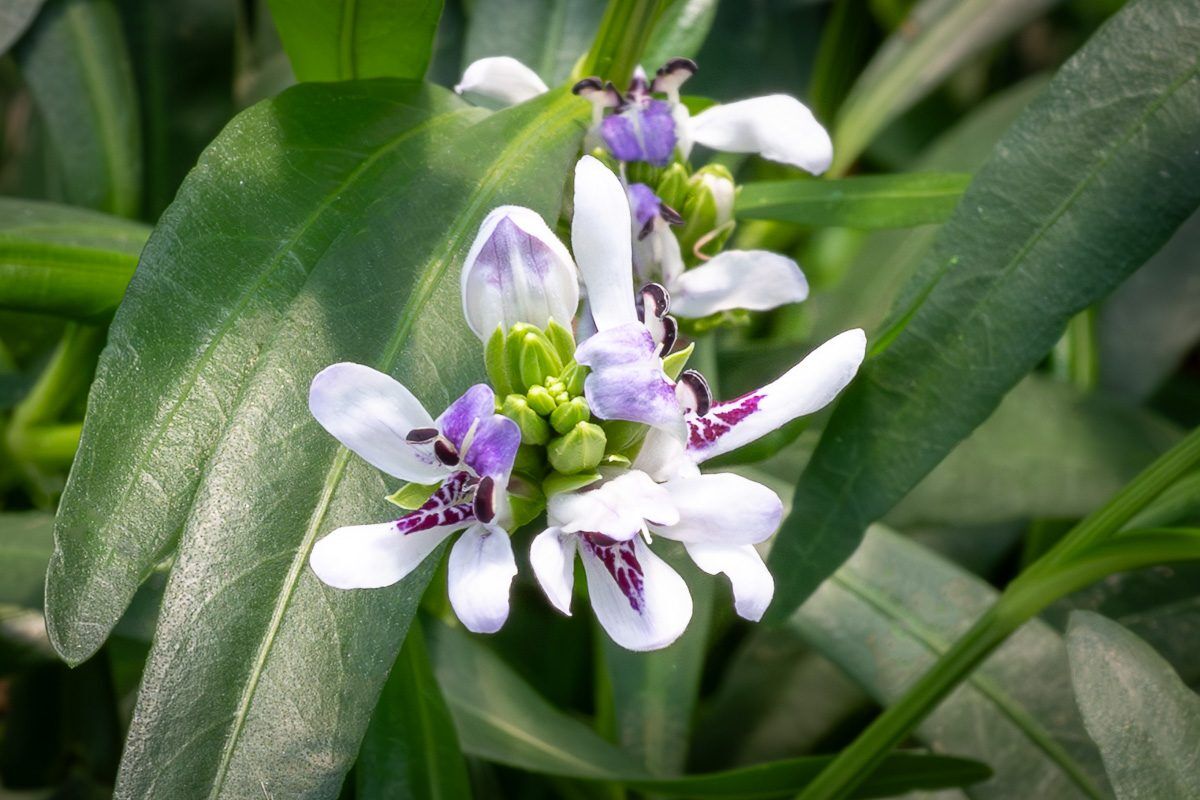 Water Willow - Image 2