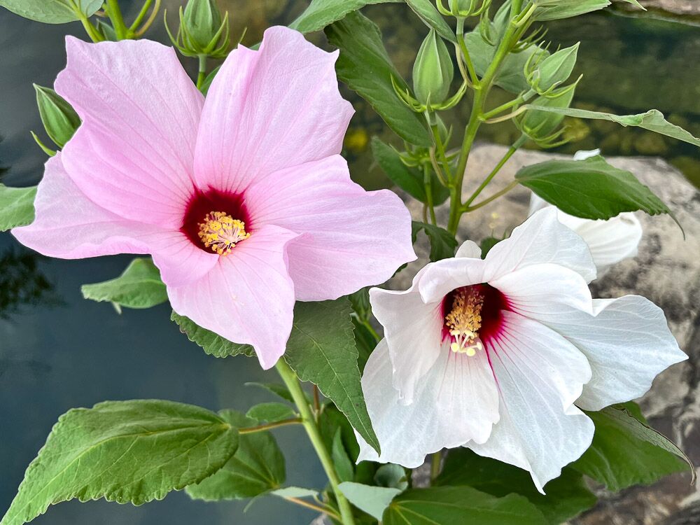 Marsh Hibiscus