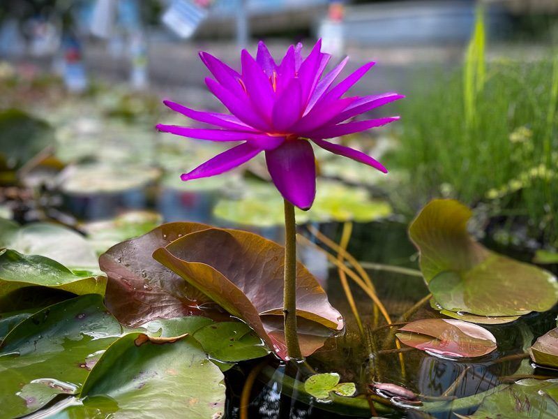 Detective Erika Hardy Waterlily (Purple Hybrid) - Image 2