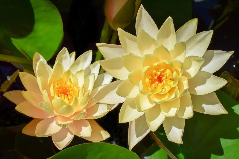 Clyde Ikins Hardy Waterlily