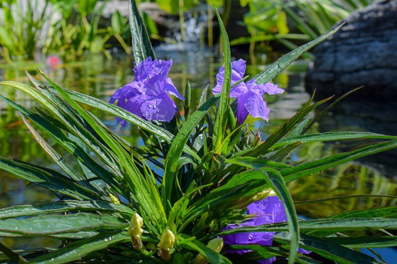 Dwarf Blue Mexican Petunia (Compact Blue Bell)