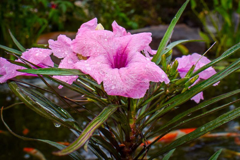 Dwarf Pink Mexican Petunia (Compact Pink Blue Bell)
