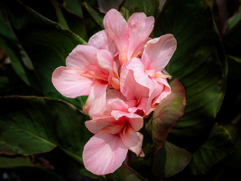 Baby Girl Pink Canna