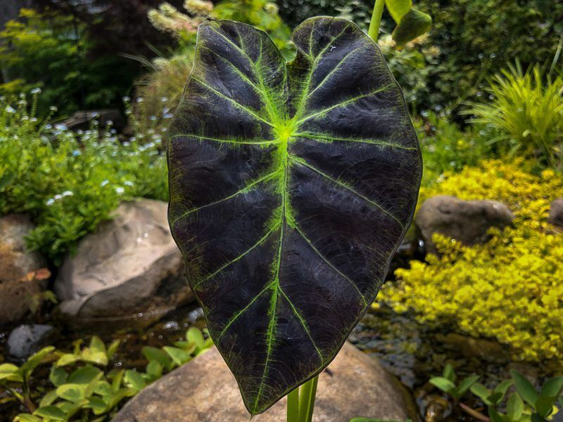 Imperial Taro (Illustris Taro)
