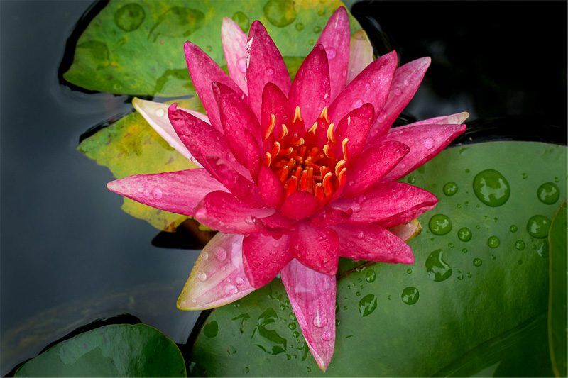 Steven Strawn Hardy Waterlily - Image 2