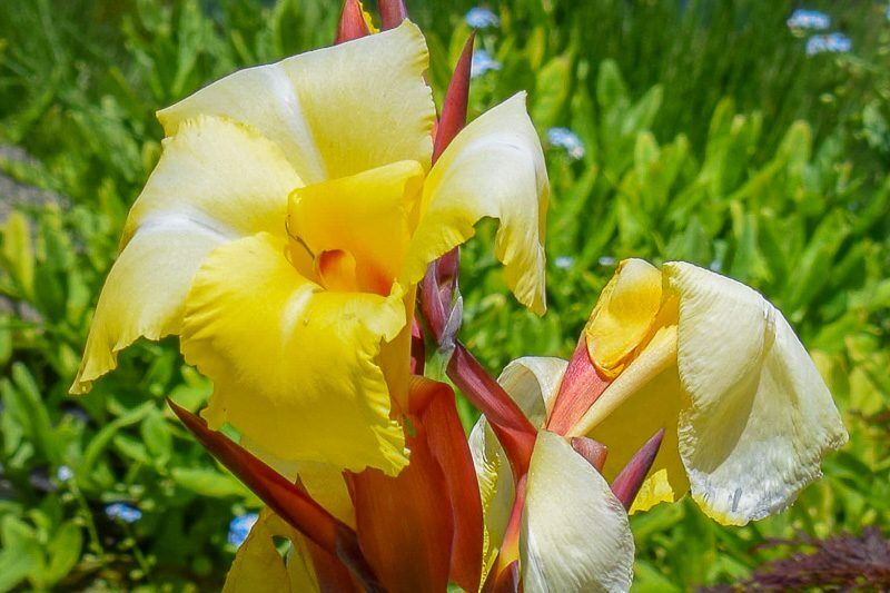Striped Beauty Canna - Image 5
