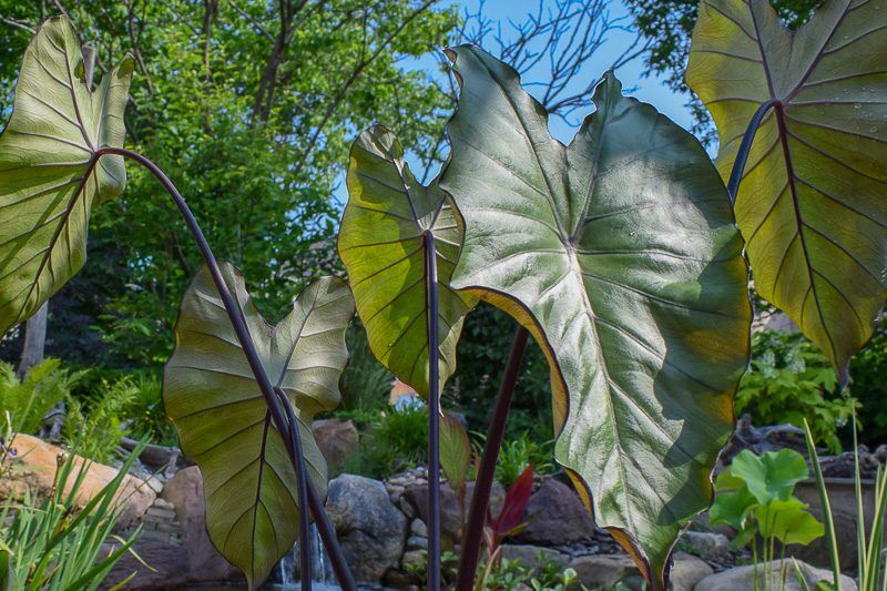 Violet-Stemmed Taro