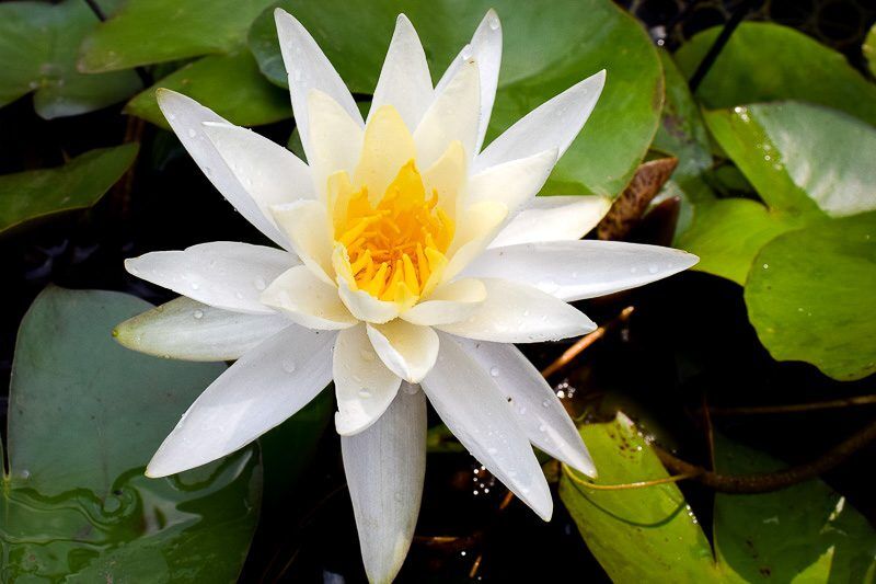 Virginalis Waterlily